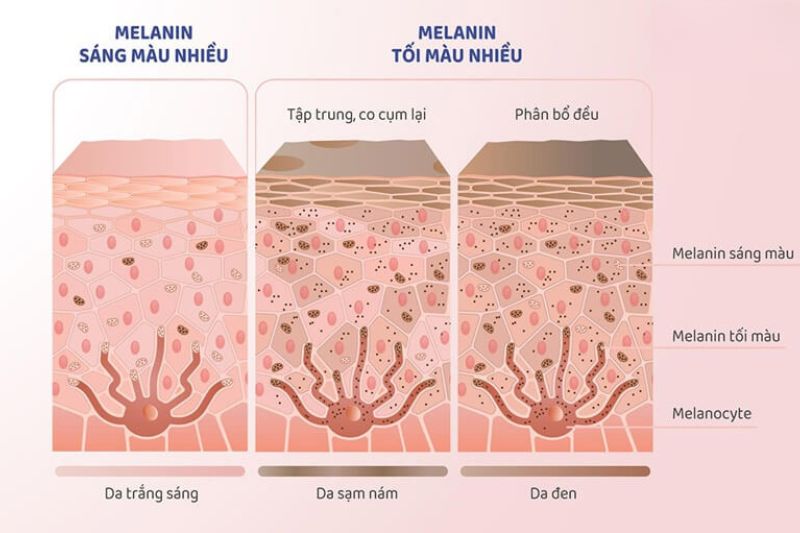 màu sắc của melanin