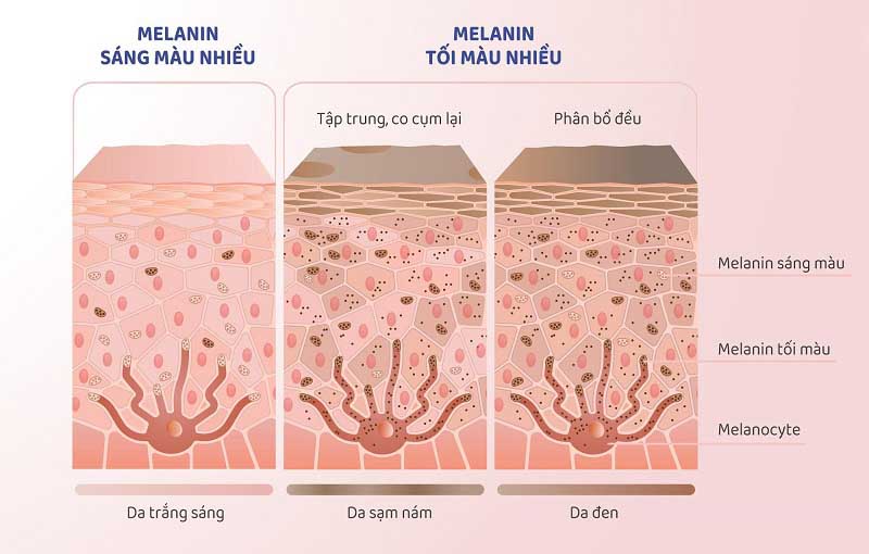 Tế bào gốc cân bằng melanin cho da