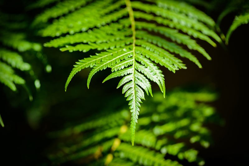 P. Leucotomos là gì? Công dụng của tinh chất P. Leucotomos