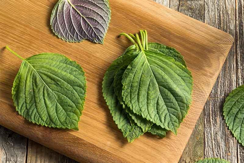 lá tía tô trị nám