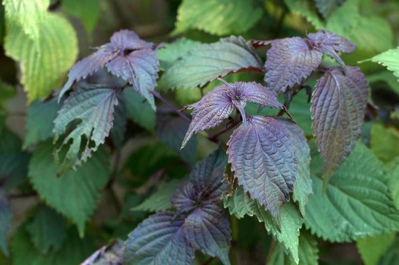 lá tía tô làm trắng da