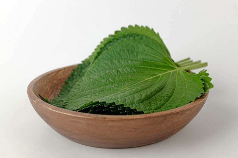 trị nám bằng lá tía tô và mật ong