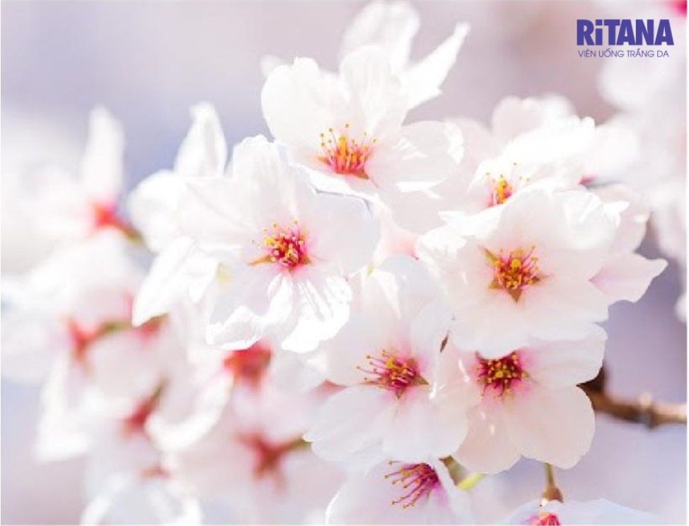 Tinh chất Sakura trẻ hóa làn da, lưu giữ thanh xuân