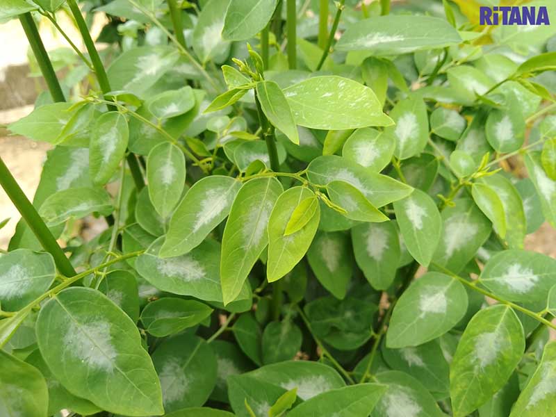 Rau ngót trị nám có được không