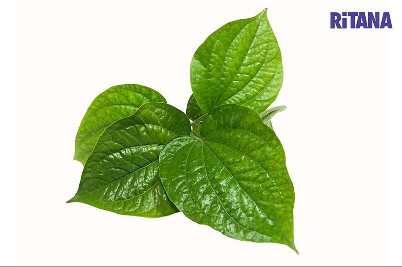 Lá lốt có nhiều tác dụng cho làn da