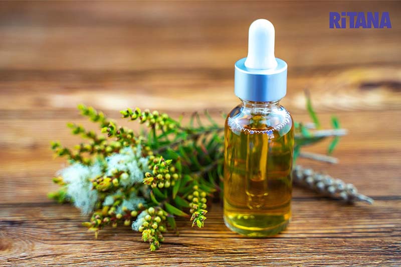 Tinh dầu tràm và lá lốt chống sạm nám cho da