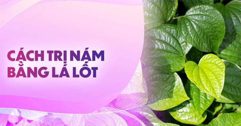 5 cách trị nám bằng lá lốt xóa tàn nhang ngay tại nhà