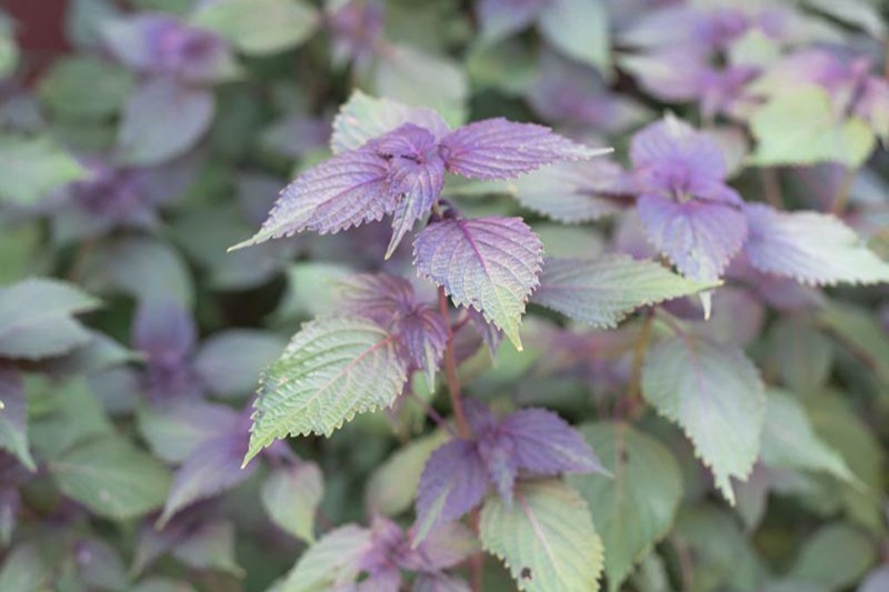 lá tía tô giúp làm dịu các triệu chứng trên da